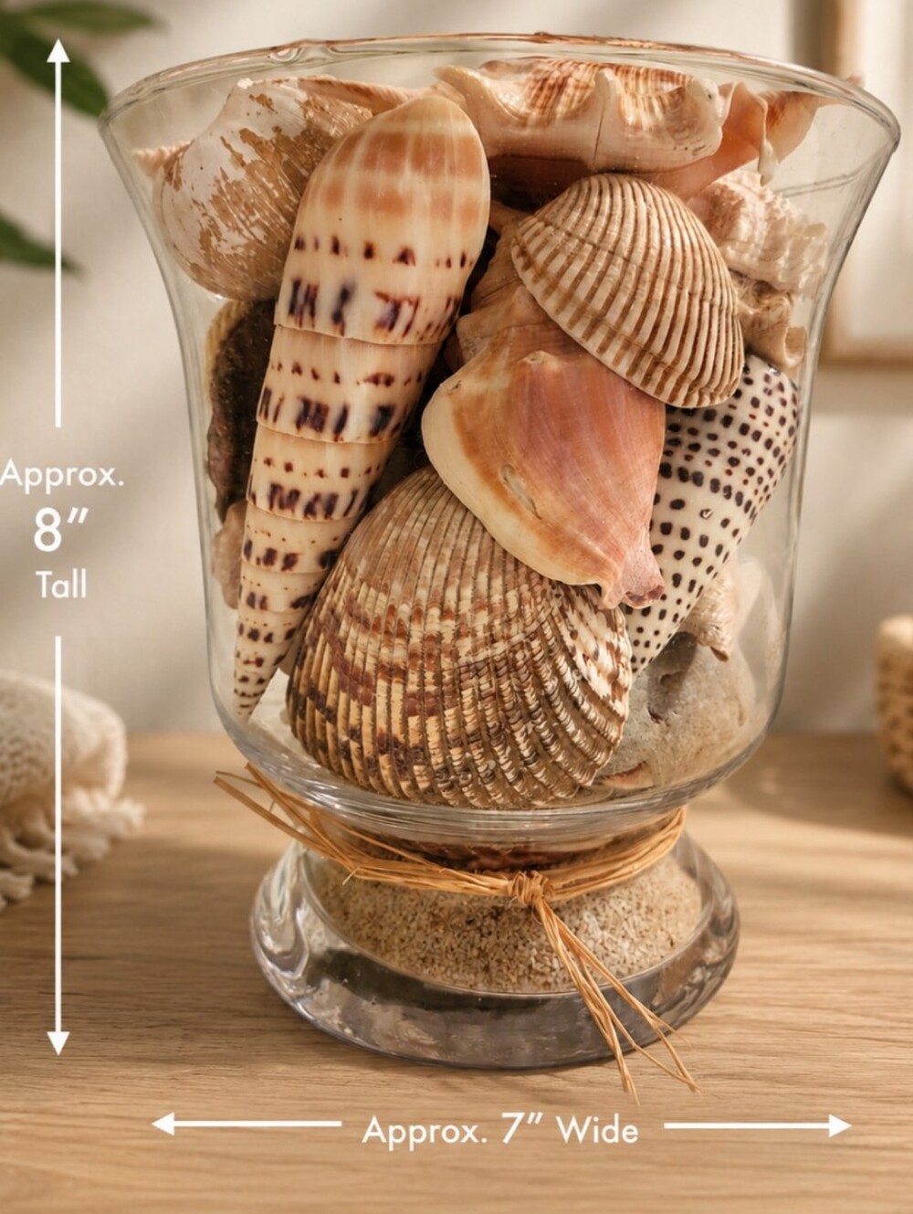 Seashell Collection In Hurricane Glass Vase Coastal Decor Large Shells 🐚 🐚 🐚